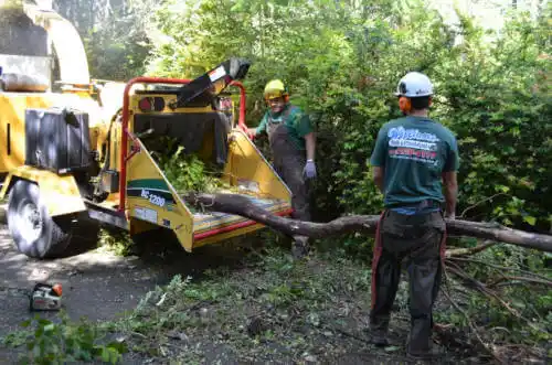 tree services Morocco